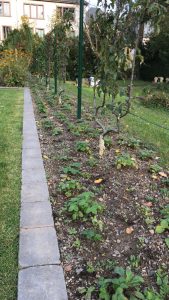 Spalierobst und Erdbeerpflanzen säumen das Kindergrabfeld